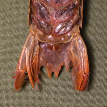 faughnia formosae T.F.C. telson ventral view.bmp